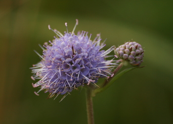 Teufelsabbiss (Succisa pratensis) - © Emanuel Trummer